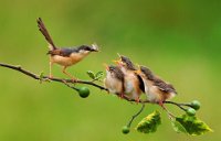 428 - ASHY PRINIA FEEDING CHICKS - K P MARTIN - india